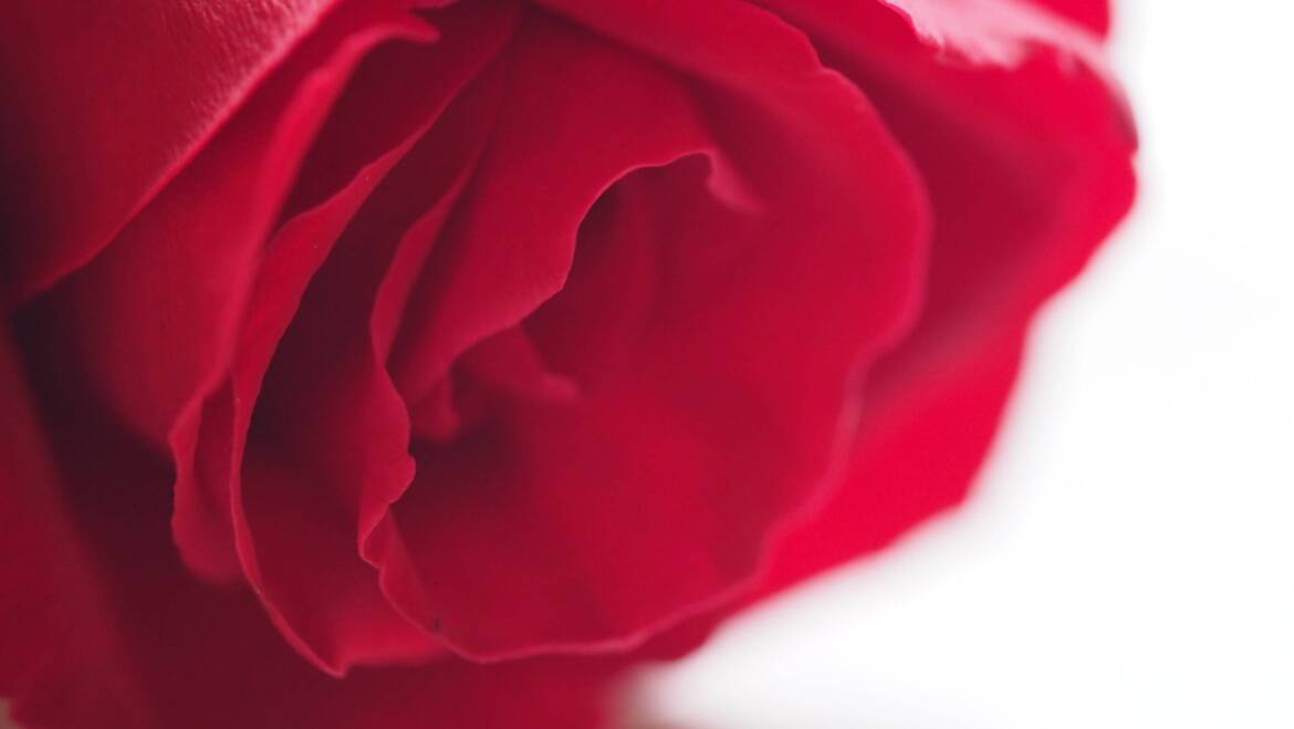 Fiori Singole