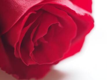 Fiori Singole