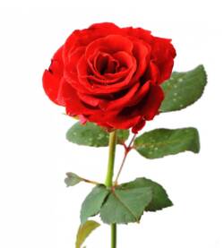 Rose (Colori / Dimensioni varie)