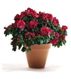 Azalea