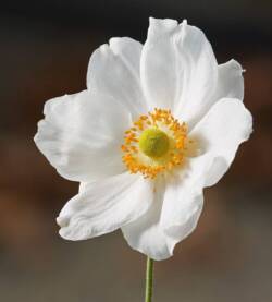 Anemone