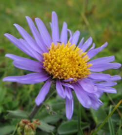 Aster