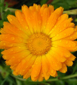 Calendula
