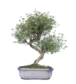Serissa (Dimensioni varie)