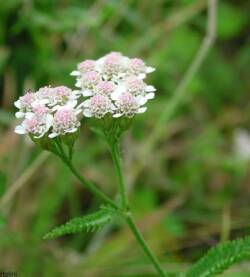 Achillea-millefoglie