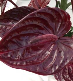 Anthurium