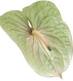 Anthurium