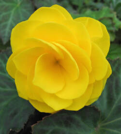 begonia