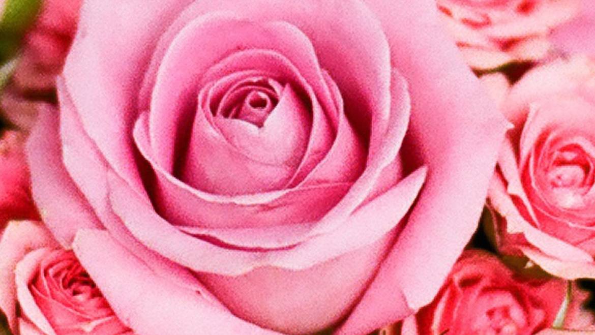 La Rosa