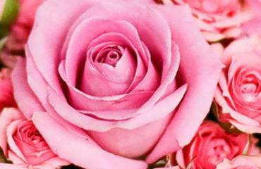 La Rosa
