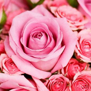 La Rosa