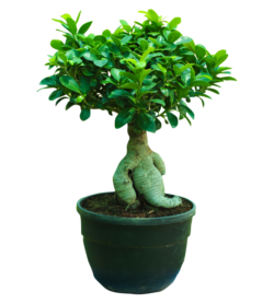 Ficus Retusa (Dimensioni varie)