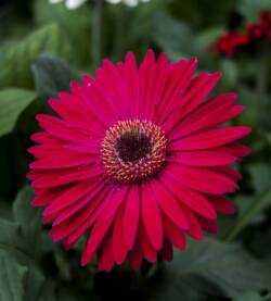 Gerbera