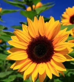 Girasole