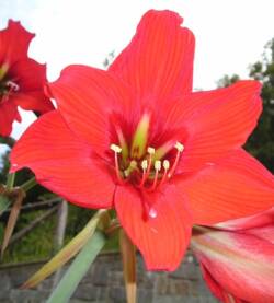 Lilium (Colori / Quantità variabili)
