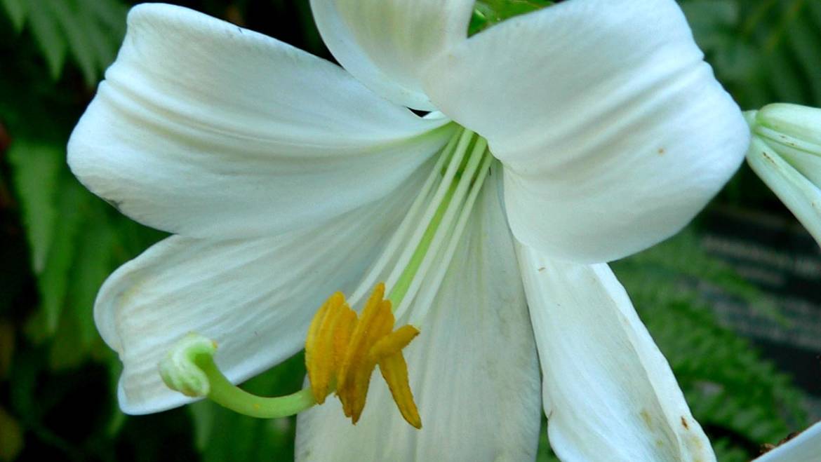 Fiori esotici