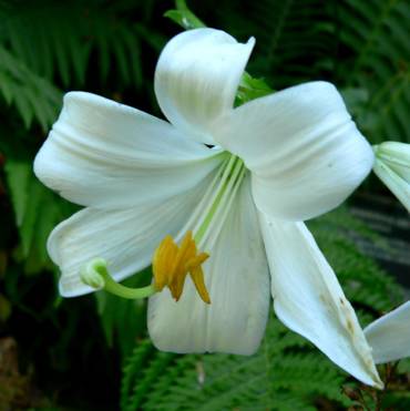 Fiori esotici