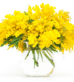 Mimosa