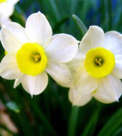 Narciso