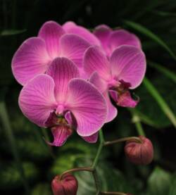 Orchidea rametti singapore (Colori varie)