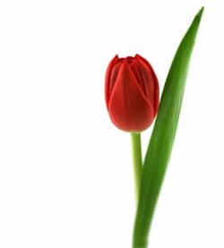 Tulipano (Colori varie)