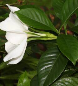 Gardenia