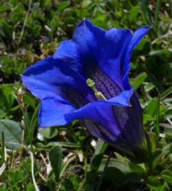 Genziana
