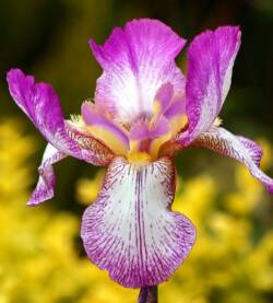 Iris