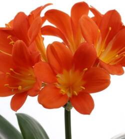 Clivia