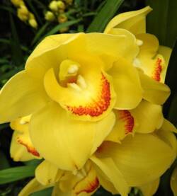 Orchidea cimbidyum