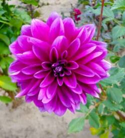 Dalia