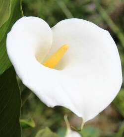 Calla