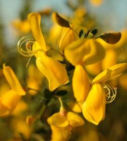 Ginestra