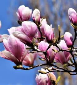 Magnolia
