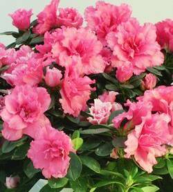 Azalea
