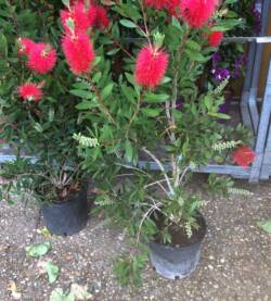 Callistemon