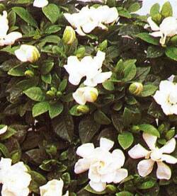 Gardenia Bianca