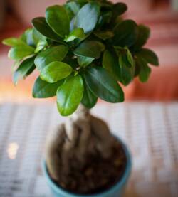 Ginseng