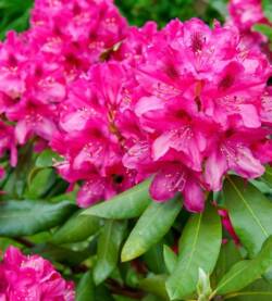 Rododendro