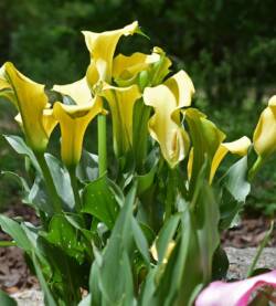 Calla gialla