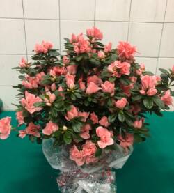 Azalea