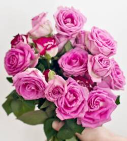 Roselline