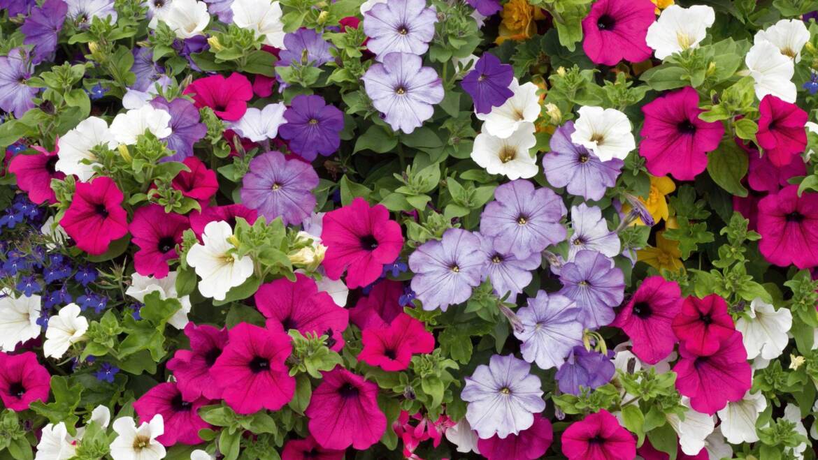 Le Petunie: Bellezza e Colore sui balconi