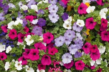 Le Petunie: Bellezza e Colore sui balconi