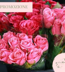 Rose in promozione | 3 piante Rose