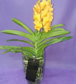 Orchidee Vanda-0001