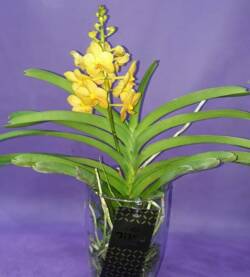 Orchidee Vanda-0002