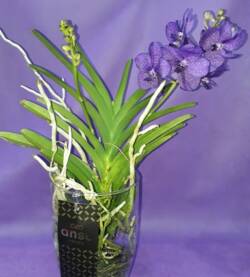 Orchidee Vanda-0003