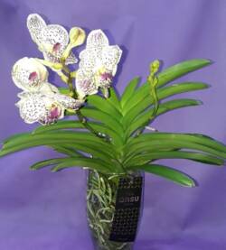 Orchidee Vanda-0004
