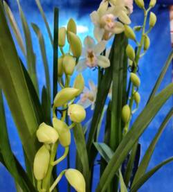 Cymbidium fioravantifiori.pro